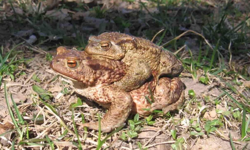 amplexus en anfibios extintos