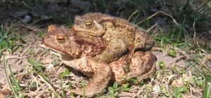 amplexus en anfibios extintos