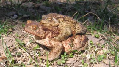 amplexus en anfibios extintos