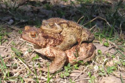 amplexus en anfibios extintos