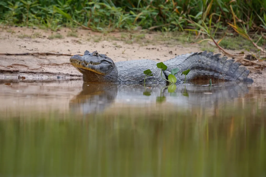 caiman del Orinoco