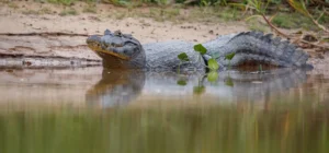 caiman del Orinoco