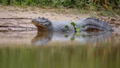 caiman del Orinoco