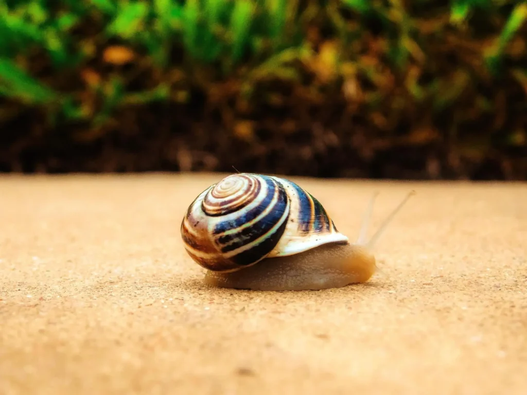 caracol gigante de la isla de Pemba