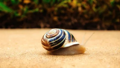 caracol gigante de la isla de Pemba