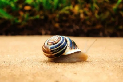 caracol gigante de la isla de Pemba