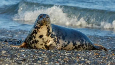 foca leopardo