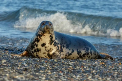 foca leopardo