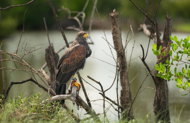 Buitre Bengala (India): declive crítico y conservación