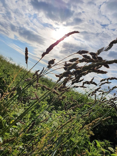 Conservación de la Cotorra Puertorriqueña: retos y esperanzas