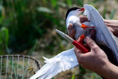 img conservacic3b3n de la cotorra puertorriquec3b1a retos y esperanzas