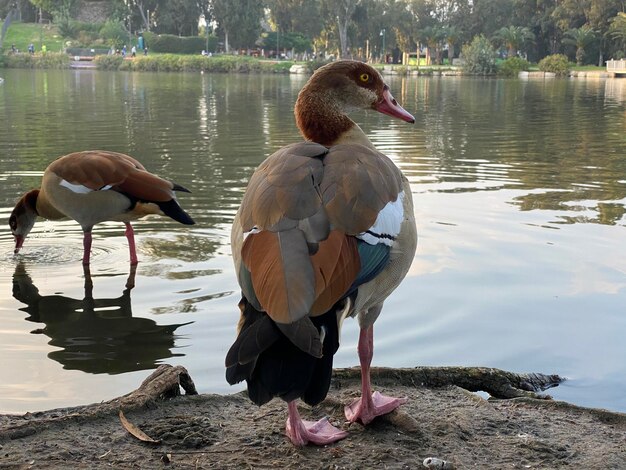 Descubriendo el pato Poc (Haití): una especie perdida