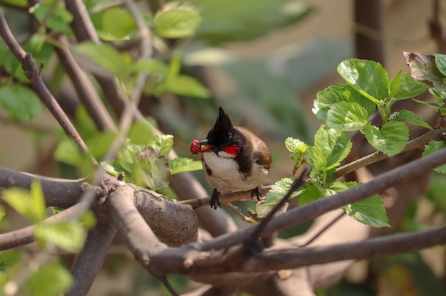 El pájaro carpintero de Cuba (Cuba) en su hábitat natural