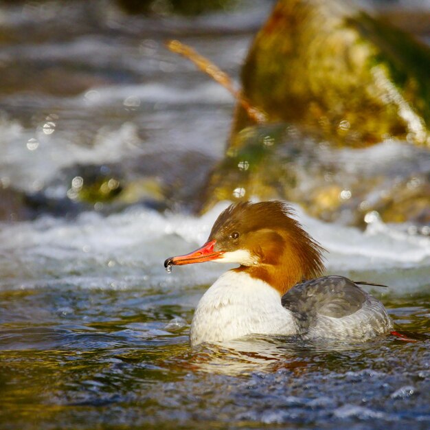 El sorprendente redescubrimiento del pato mandarín en su hábitat natural