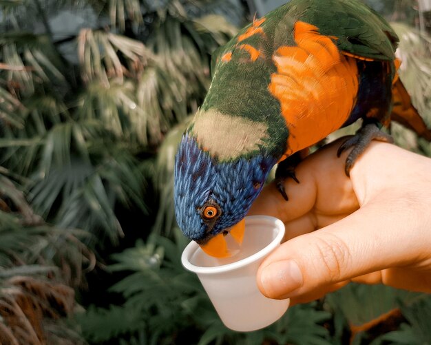 Kakapo (Nueva Zelanda): esfuerzos por preservar al loro no volador