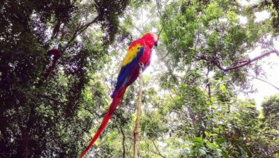 img kakapo nueva zelanda esfuerzos por preservar al loro no volador