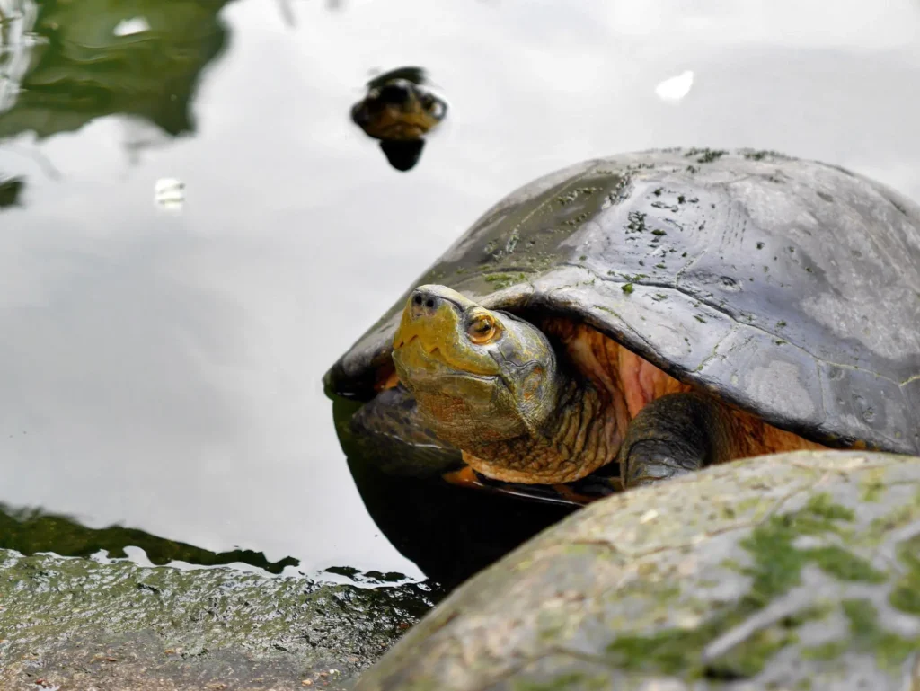 tortuga gigante de Pinta Galapagos