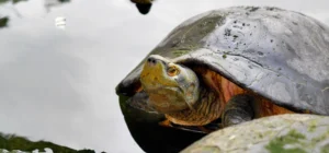 tortuga gigante de Pinta Galapagos