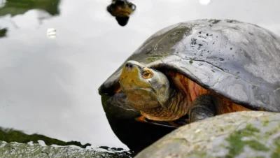 tortuga gigante de Pinta Galapagos