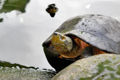 tortuga gigante de Pinta Galapagos